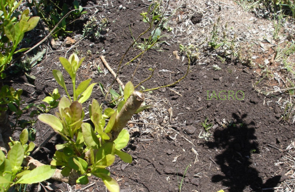 Uso de compost