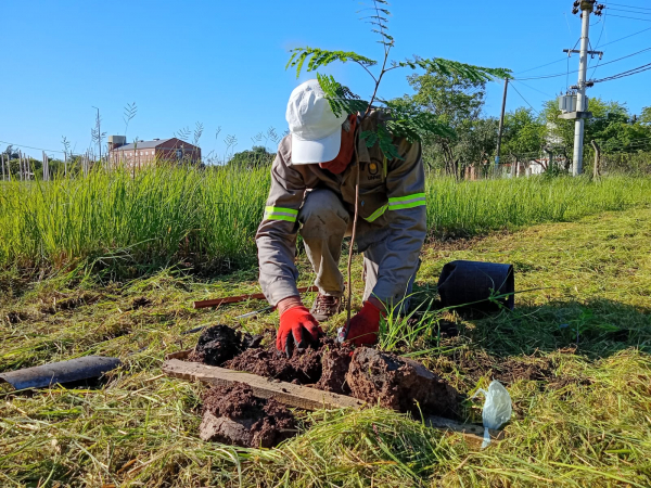La UNNE concretó la última plantación de árboles del año